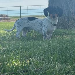 Oreo - Dachshund