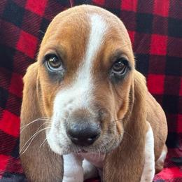 York - Mahogany and white male Basset Hound puppy in Cleveland, Tennessee from Smokey Mtn Bassets