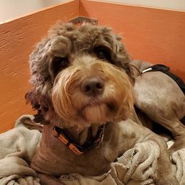 Molly - Goldendoodle