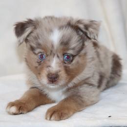Blue-Eyed Red Merle Male 3 - Red merle male Toy Australian Shepherd puppy in Leighton, Alabama from Isbell Land & Livestock, LLC