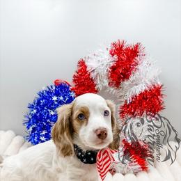 Carrot - Dapple male Dachshund puppy in Prairieville, Louisiana from Southern Barron Danes & Dachshunds