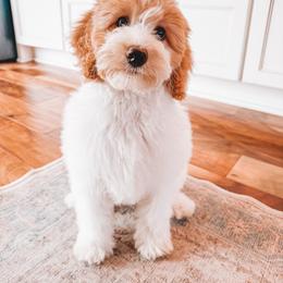Hancock (Silver Collar) - Parti male Goldendoodle puppy in Beaverton, Oregon from Henry Elliots