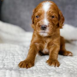 Scallop - Red  female Goldendoodle puppy in Garden Grove, California from Sunkissed Doodles