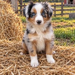 Ziggy - Blue merle female Miniature Australian Shepherd puppy in Lakeport, California from Akins Aussies/Wild Rose Ranch