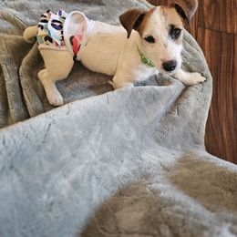 Girl 2 - Princess Peach - White and tan female Russell Terrier puppy in Harvel, Illinois from Ruff and Tumble Russell Terriers