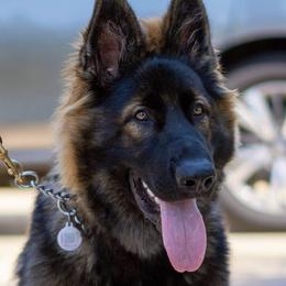 German Shepherds from Rosado's German Shepherd Puppies