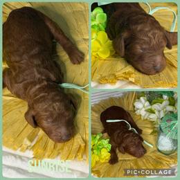 Sunrise - Red  female Poodle puppy in Mount Vernon, Illinois from AMC Poodles