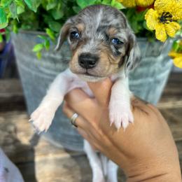 Black and tan piebald dapple - Dapple male Dachshund puppy in Payette, Idaho from NT Mini Doxies