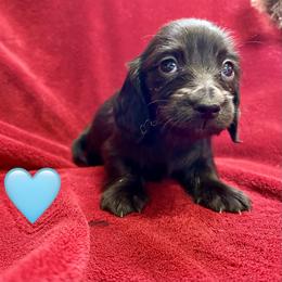 Agape - Black male Dachshund puppy in Huntington, Arkansas from Rockstar.Weiners
