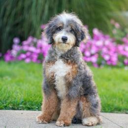 Shabby (level 2 socialization program grad) - Blue merle male Bernedoodle puppy in Dundee, Ohio from Down Home Doodle