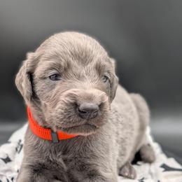 Bandit - male Long Haired Weimaraner puppy in Evart, Michigan from Drehbar Weimaraners