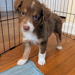 Nacho - Red tri-color male Australian Shepherd puppy in Pamplin, Virginia from Hope & Joy Acres