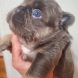 Bear - Tricolors male French Bulldog puppy in Stockton, Missouri from Willis Family Frenchies