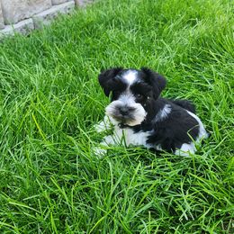 Miniature Schnauzer Puppies from Onesmallschnauzer