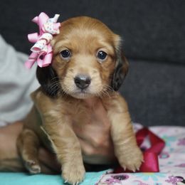 Dachshund Puppies from Mini Doxies R Us