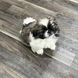 Full AKC - Lola - Fawn sable female Pekingese puppy in Pennsylvania from Triple I Pekes
