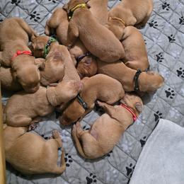 Boy 1 - Yellow male Labrador Retriever puppy in Grand Rivers, Kentucky from Big Water Dreams Retrievers