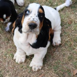 Basset Hound Puppies from Magnolia Basset Hounds