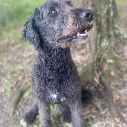 Fawn - Bernedoodle