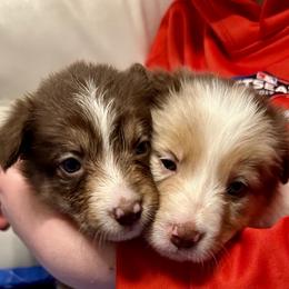 Border Collies from Kuponya Kennels & Kids