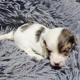 Maltipoo Puppies from North Star Kennel