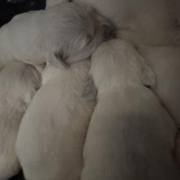 Boy 5 - Light golden male Golden Retriever puppy in Fort Morgan, Colorado from Golden Girls Kennels, LLC