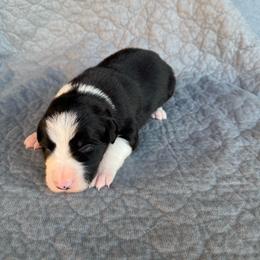 Girl 3 - Black and white female Border Collie puppy in Centerville, Washington from Forthright Farms