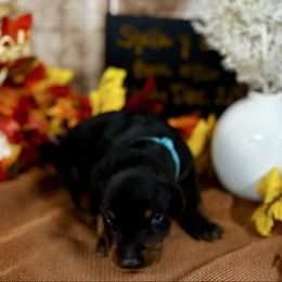 Iverson - Black and rust male Doberman Pinscher puppy in Aredale, Iowa from Royal Dynasty Dobermann Kennel