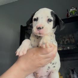 Eucalyptus - White and black male Dalmatian puppy in Des Moines, Iowa from Spot Splattered Dalmatians