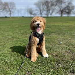 Assorted Doodle Crosses, Bernedoodle, Goldendoodle, and Labradoodle All Grown Up from Erica’s Doodles