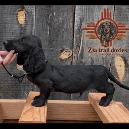 Rowdy - Dachshund