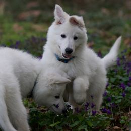 Berger Blanc Suisse Puppies from Moro Shepherds