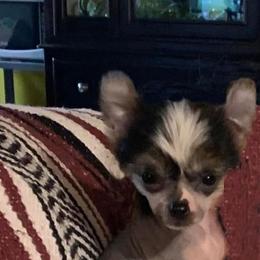 Chihuahua and Chinese Crested Puppies from Western Kentucky Chihuahua’s and Chinese Crested’s