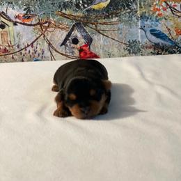 Willis-1500 - Black and tan male Yorkshire Terrier puppy in Douglas, Georgia from Heartland small breeds