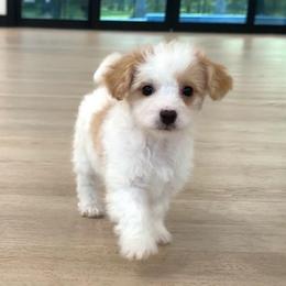 Winston - White male Maltipoo puppy in Spring, Texas from GlamPaw Maltipoos