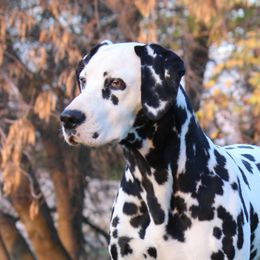 Arihi - Dalmatian