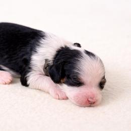 Pepper - Tri-color male Cavapoo puppy in Beech Island, South Carolina from New Moon Farm Canines