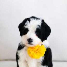 May - Black and white female Bernedoodle puppy in Diamond Bar, California from Furrytaildoodles