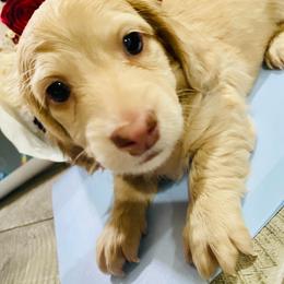 Nathan - Dapple male Dachshund puppy in Fontana, California from DOXI.E.