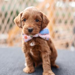 Beau - Red  male Goldendoodle puppy in Wake Forest, Utah from Dreamcoat Doodles