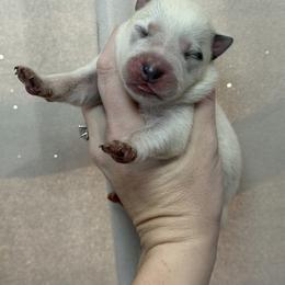 Shamrock - Blue speckled female Australian Cattle Dog puppy in Rosharon, Texas from 4Surge Cattle Dogs