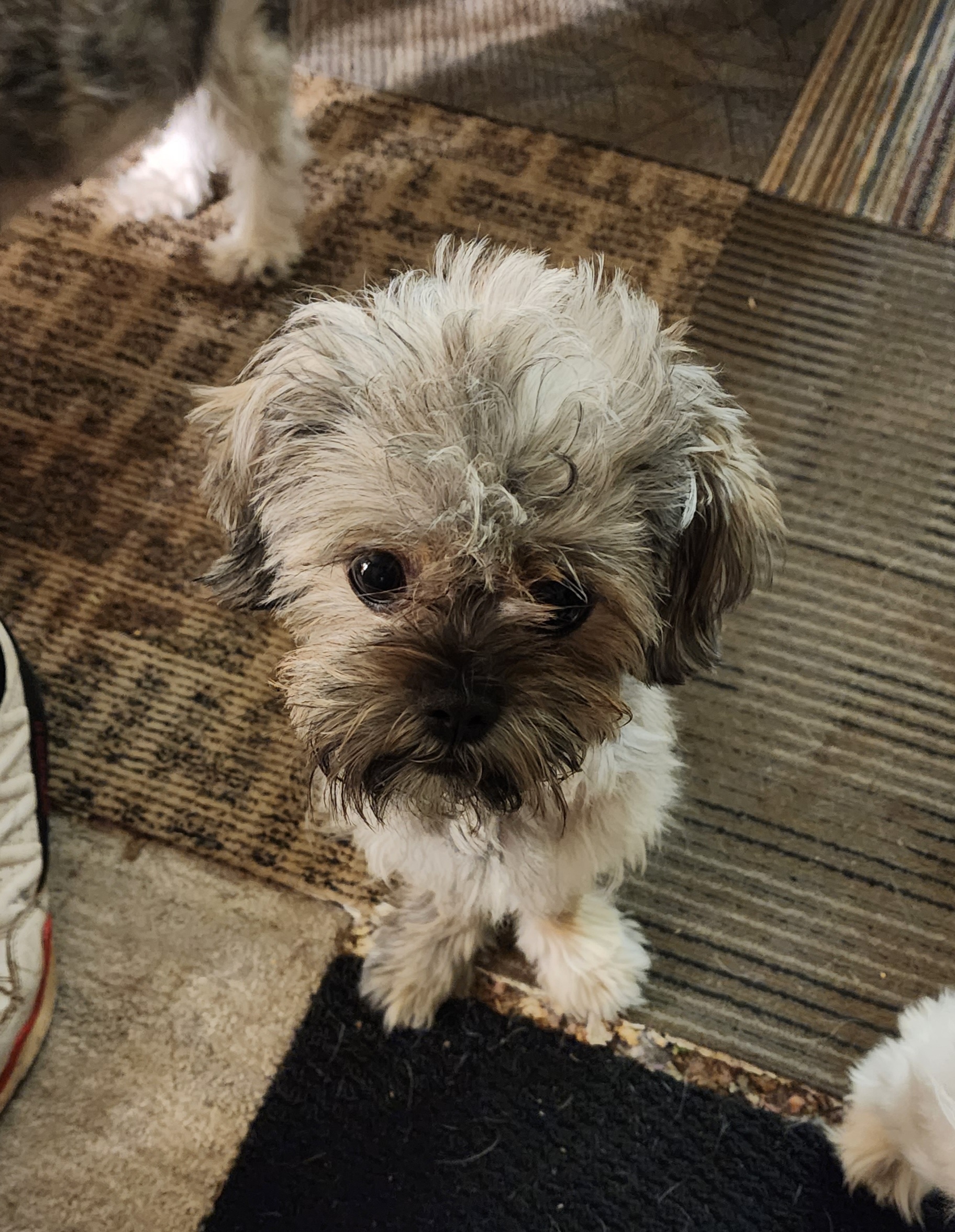 Ziva - Shih Tzu
