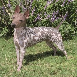American Hairless Terriers from Nekkid Ambition AHT's