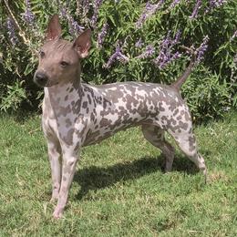 American Hairless Terriers from Nekkid Ambition AHT's