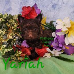 Yariah - Liver female Yorkshire Terrier puppy in Adair, Oklahoma from Phillippe's Puppy Paws