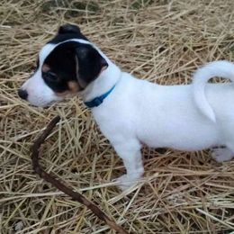 Knight of Kolmarden ‘Kol’ - Jack Russell Terrier puppy from Royal Russells Ranch