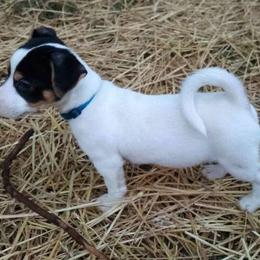 Knight of Kolmarden ‘Kol’ - Jack Russell Terrier puppy from Royal Russells Ranch