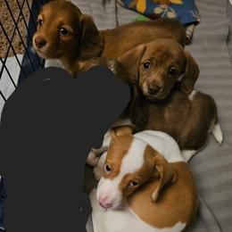 Dachshund Puppies from Dog Crick Daschunds