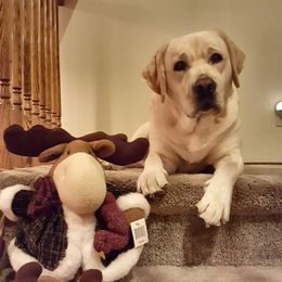 Labrador Retriever All Grown Up from Dustytrails labradors