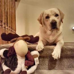 Labrador Retriever All Grown Up from Dustytrails labradors